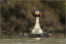 <p>POTÁPKA ROHÁČ (Podiceps cristatus) Varnsdorf ----- /Great grested grebe – Haubentaucher/</p>