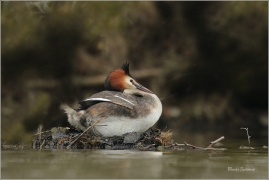 <p>POTÁPKA ROHÁČ (Podiceps cristatus) Varnsdorf ----- /Great grested grebe – Haubentaucher/</p>
