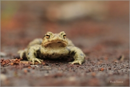 <p>ROPUCHA OBECNÁ (Bufo bufo) ---- /Common toad - Erdkröte/</p>