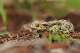 <p>ROPUCHA OBECNÁ (Bufo bufo) ---- /Common toad - Erdkröte/</p>