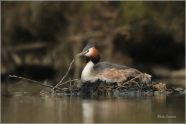 <p>POTÁPKA ROHÁČ (Podiceps cristatus) Varnsdorf ----- /Great grested grebe – Haubentaucher/</p>
