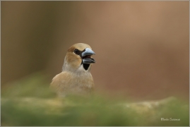 <p>DLASK TLUSTOZOBÝ (Coccothraustes coccothraustes) Šluknovsko - Jiříkov ---- /Hawfinch - Kernbeißer/</p>
