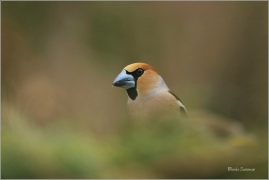 <p>DLASK TLUSTOZOBÝ (Coccothraustes coccothraustes) Šluknovsko - Jiříkov ---- /Hawfinch - Kernbeißer/</p>