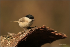 <p>SÝKORA BABKA ( Parus palustris) /Marsh tit - Sumpfmeise/</p>