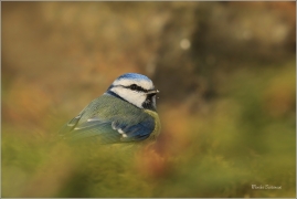 <p>SÝKORA MODŘINKA (Cyanistes caeruleus) ---- /Eurasian blue tit - Blaumeise/</p>