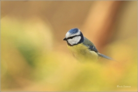 <p>SÝKORA MODŘINKA (Cyanistes caeruleus) ---- /Eurasian blue tit - Blaumeise/</p>