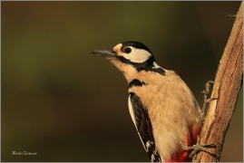 <p>STRAKAPOUD VELKÝ (Dendrocopos major) - /Great spotted woodpecker – Buntspecht/
</p>