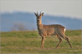 <p>SRNEC OBECNÝ (Capreolus capreolus) Šluknovsko - Jiříkov --- /European roe deer - Reh/</p>