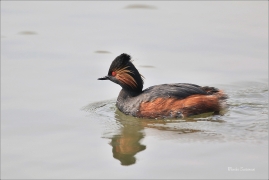 <p>POTÁPKA MALÁ (Tachybaptus ruficollis) /Little grebe – Zwergtaucher/</p>