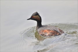 <p>POTÁPKA MALÁ (Tachybaptus ruficollis) /Little grebe – Zwergtaucher/</p>