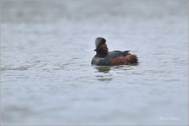 <p>POTÁPKA MALÁ (Tachybaptus ruficollis) /Little grebe – Zwergtaucher/</p>