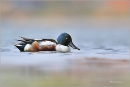 <p>LŽIČÁK PESTRÝ (Anas clypeata) střední Čechy - Hostivické rybníky ---- /Northern shoveler - Löffelente/</p>