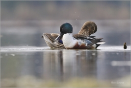 <p>LŽIČÁK PESTRÝ (Anas clypeata) střední Čechy - Hostivické rybníky ---- /Northern shoveler - Löffelente/</p>