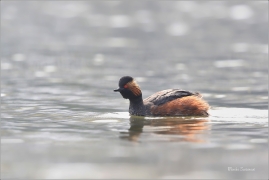 <p>POTÁPKA ČERNOKRKÁ (Podiceps nigricollis) /Black-necked-grebe – Schwarzhalstaucher/</p>