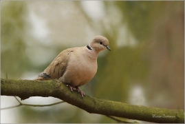 <p>HRDLIČKA ZAHRADNÍ (Streptopelia decaocto) /Eurasian collared dove - Türkentaube/</p>