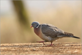 <p>HOLUB HŘIVNÁČ (Columba palumbus) /Common wood pigeon - Ringeltaube/</p>