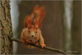 <p>VEVERKA OBECNÁ (Sciurus vulgaris) ---- /Red squirrel - Eichhörnchen/</p>