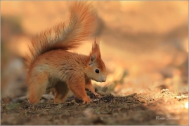 <p>VEVERKA OBECNÁ (Sciurus vulgaris) M. Boleslav ---- /Red squirrel - Eichhörnchen/</p>