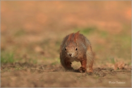 <p>VEVERKA OBECNÁ (Sciurus vulgaris) M. Boleslav ---- /Red squirrel - Eichhörnchen/</p>