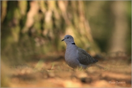 <p>HRDLIČKA ZAHRADNÍ (Streptopelia decaocto) /Eurasian collared dove - Türkentaube/</p>