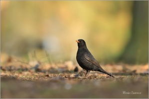 <p>KOS ČERNÝ (Turdus merula) /Common blackbird - Amsel/</p>