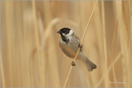 <p>STRNAD RÁKOSNÍ (Emberiza schoeniclus) Ústecko ----- /Common reed bunting – Rohrammer/</p>