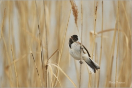 <p>STRNAD RÁKOSNÍ (Emberiza schoeniclus) Ústecko ----- /Common reed bunting – Rohrammer/</p>