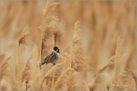<p>STRNAD RÁKOSNÍ (Emberiza schoeniclus) Ústecko ----- /Common reed bunting – Rohrammer/</p>
