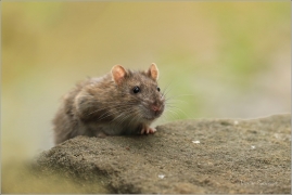 <p>POTKAN (Rattus norvegicus) Děčín - Zámecký rybník ---- /Brown rat - Wanderratte/</p>