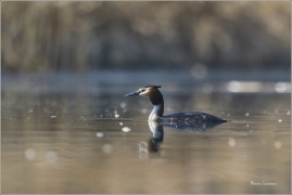 <p>POTÁPKA ROHÁČ (Podiceps cristatus) Ústecko ----- /Great grested grebe – Haubentaucher/</p>