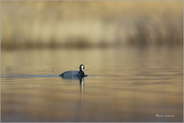 <p>LYSKA ČERNÁ (Fulica atra) - jezero Milada ---- /Eurasian coot - Blässhunh/</p>
