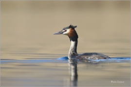 <p>POTÁPKA ROHÁČ (Podiceps cristatus) Českolipsko ----- /Great grested grebe – Haubentaucher/</p>