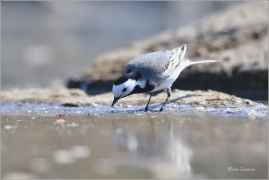 <p>KONIPAS BÍLÝ (Motacilla alba) /White wagtail - Bachstelze/</p>
