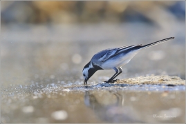 <p>KONIPAS BÍLÝ (Motacilla alba) /White wagtail - Bachstelze/</p>
