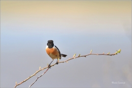 <p>BRAMBORNÍČEK ČERNOHLAVÝ (Saxicola torquata) Ústecko ------- /African stonechat – Schwarzkehlchen/</p>