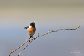<p>BRAMBORNÍČEK ČERNOHLAVÝ (Saxicola torquata) Ústecko ------- /African stonechat – Schwarzkehlchen/</p>