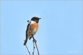 <p>BRAMBORNÍČEK ČERNOHLAVÝ (Saxicola torquata) ------- /African stonechat – Schwarzkehlchen/</p>
