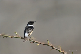 <p>BRAMBORNÍČEK ČERNOHLAVÝ (Saxicola torquata) ------- /African stonechat – Schwarzkehlchen/</p>