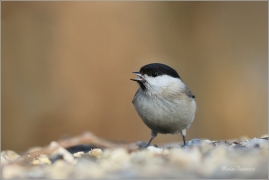 <p>SÝKORA BABKA ( Parus palustris) /Marsh tit - Sumpfmeise/</p>