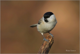 <p>SÝKORA BABKA ( Parus palustris) /Marsh tit - Sumpfmeise/</p>