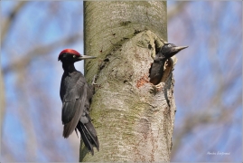 <p>DATEL ČERNÝ (Dryocopus martius) - Šluknovsko - Království ---- /Black woodpecker - Schwarzspecht/</p>