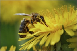<p>VČELA MEDONOSNÁ (Apis mellifera) ---- /Western honey bee - Westliche Honigbiene/</p>