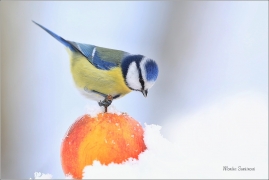 <p>SÝKORA MODŘINKA (Cyanistes caeruleus) ---- /Eurasian blue tit - Blaumeise/</p>