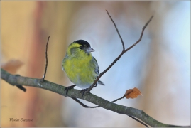 <p>ČÍŽEK LESNÍ (Carduelis spinus) ------- /Eurasian siskin - Erlenzeisig/</p>