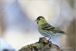 <p>ČÍŽEK LESNÍ (Carduelis spinus) ------- /Eurasian siskin - Erlenzeisig/</p>