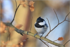 <p>SÝKORA UHELNÍČEK (Periparus ater) ---- /Coal tit - Tannenmeise/</p>