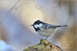 <p>SÝKORA UHELNÍČEK (Periparus ater) ---- /Coal tit - Tannenmeise/</p>