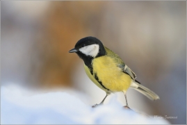 <p>SÝKORA KOŇADRA (Parus major) ------- /Great tit - Kohlmeise/</p>