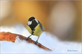 <p>SÝKORA KOŇADRA (Parus major) ------- /Great tit - Kohlmeise/</p>