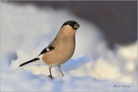 <p>HÝL OBECNÝ (Pyrrhula pyrrhula) Šluknovsko - Jiříkov ------- /Eurasian bullfinch - Gimpel/</p>